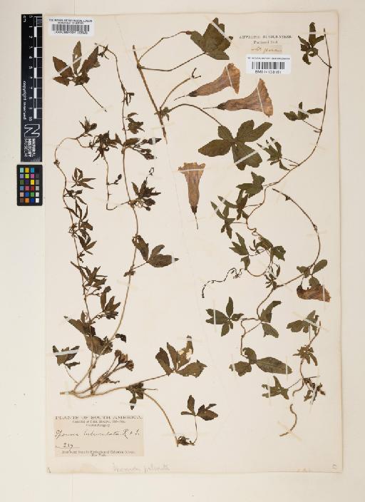 Ipomoea cairica (L.) Sweet - 000089404