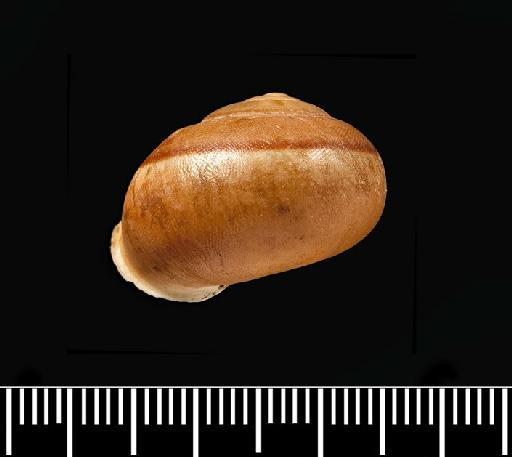 Albersia subsphaerica Fulton, 1904 - Albersia subsphaerica Fulton, 1904 - SYNTYPE - 1904.11.23.2-3