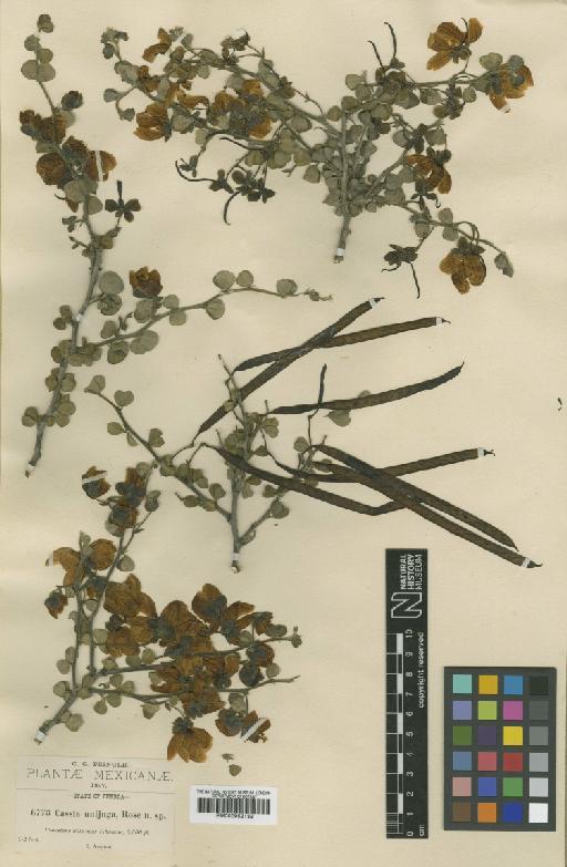 Senna unijuga (Rose) H.S.Irwin & Barneby - BM000952132