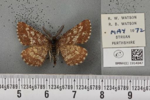 Ematurga atomaria (Linnaeus, 1758) - BMNHE_1914847_487160