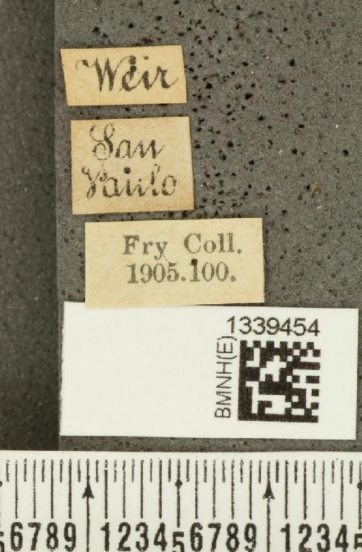 Acalymma bivittulum (Kirsch, 1883) - BMNHE_1339454_label_20515