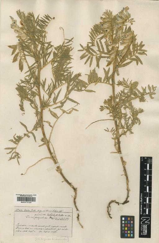 Vicia serinica R.Uechtr. & Huter - BM000751081