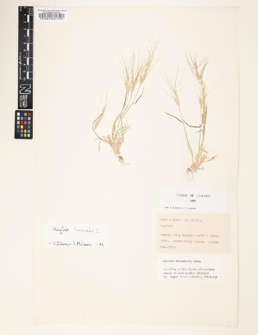 Aegilops triuncialis L. - 000086378