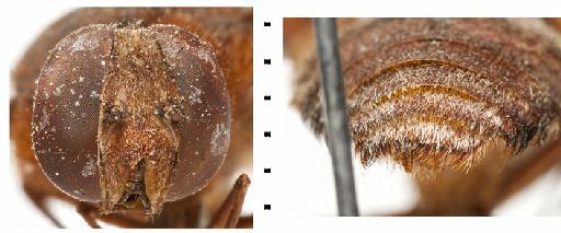 Hyperalonia dido Osten Sacken, 1886 - BMNH(E) #819251 Hyperalonia dido - head and terminalia