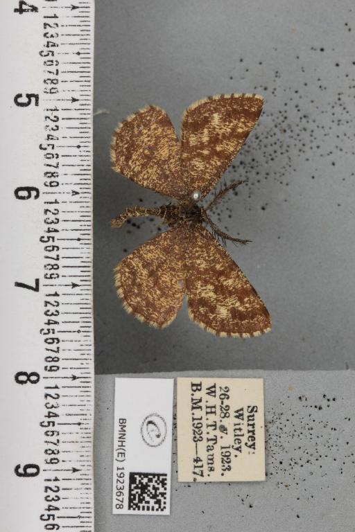 Ematurga atomaria (Linnaeus, 1758) - BMNHE_1923678_488262