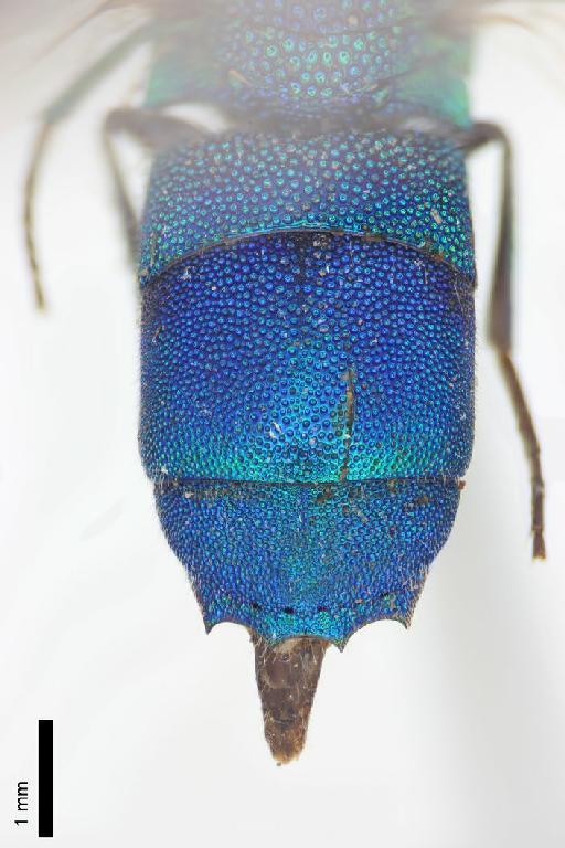 Chrysis interceptor Smith, F., 1874 - Chrysis_interceptor-BMNH(E)#970879_type-distal-2X