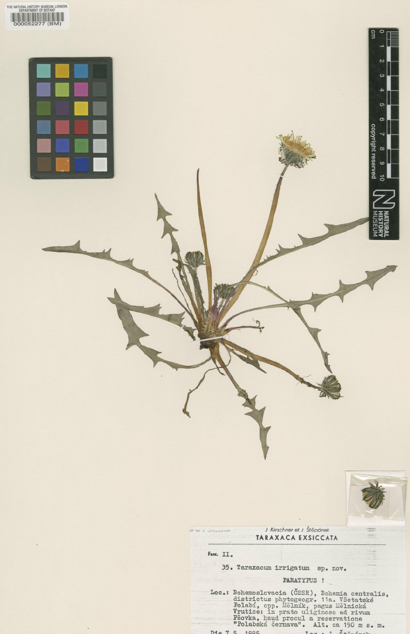 To NHMUK collection (Taraxacum irrigatum Kirschner & Št?pánek; Paratype; NHMUK:ecatalogue:4710049)