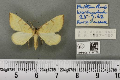 Gandaritis pyraliata ab. mediofasciata Lempke, 1949 - BMNHE_1761708_345333