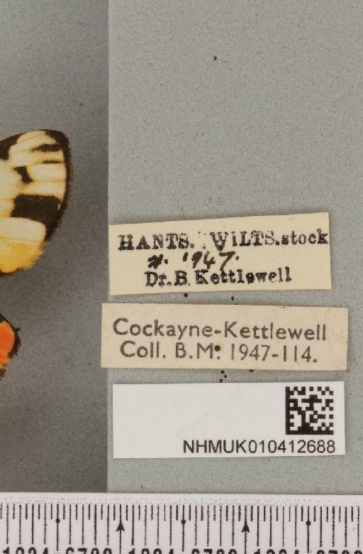 Callimorpha dominula (Linnaeus, 1758) - NHMUK_010412688_label_522645