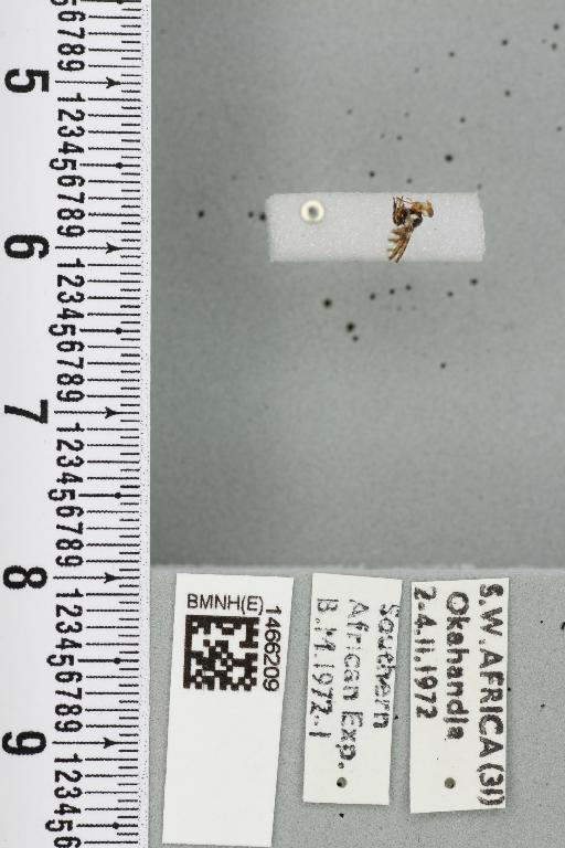 Neoceratitis minima (Bezzi, 1924) - BMNHE_1466209_27073
