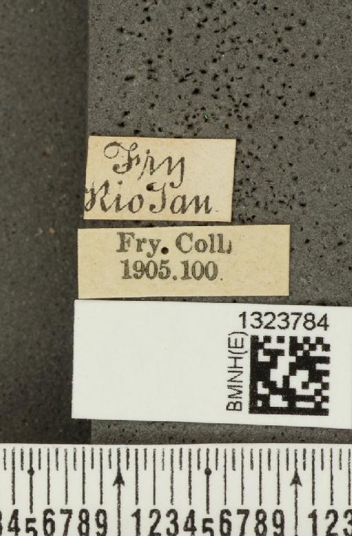 Acalymma bivittulum (Kirsch, 1883) - BMNHE_1323784_label_20532