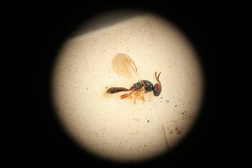 Sphegigastrella longigastra Masi, 1917 - 010834628_Sphegigastrella_longigastra_ST-M-5-871a_lat-hab-x70