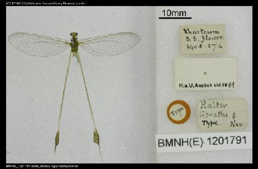 Semirhynchia libratus Navás - BMNHE_1201791-Halter_libratus-Type-Habitus-Dorsal