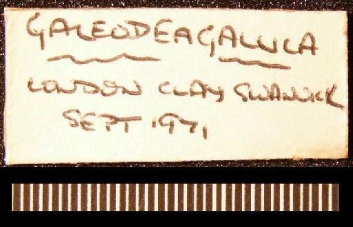 Galeodea (Mambrinia) gallica Wrigley, 1934 - TG 1088. Galeodea (Mambrinia) gallica (label 5)