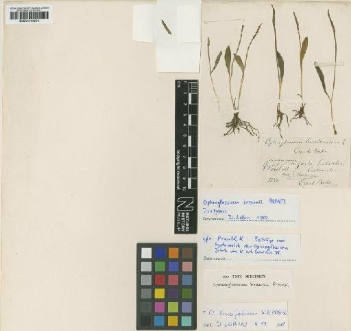 Ophioglossum lancifolium C.Presl - BM001038206