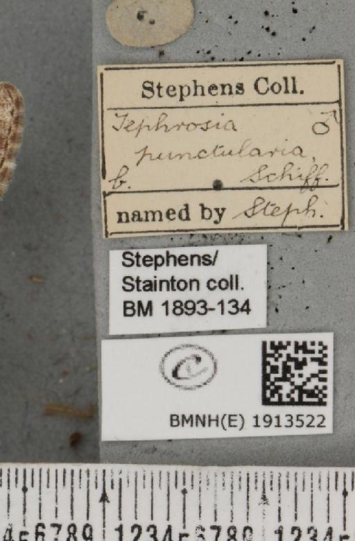 Aethalura punctulata (Denis & Schiffermüller, 1775) - BMNHE_1913522_label_485400
