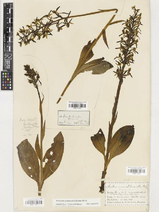 Platanthera chlorantha (Custer) Rchb. - BM001117953