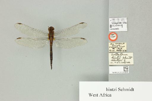 Orthetrum hintzi Schmidt, 1951 - 011249045_dorsal