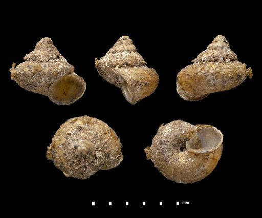 Craspedotropis fimbriatus Godwin-Austen, 1875 - 1903.7.1.2793, HOLOTYPE, Craspedotropis fimbriatus Godwin-Austen, 1875