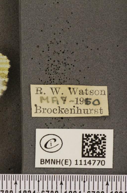 Anthocharis cardamines britannica Verity, 1908 - BMNHE_1114770_label_67631