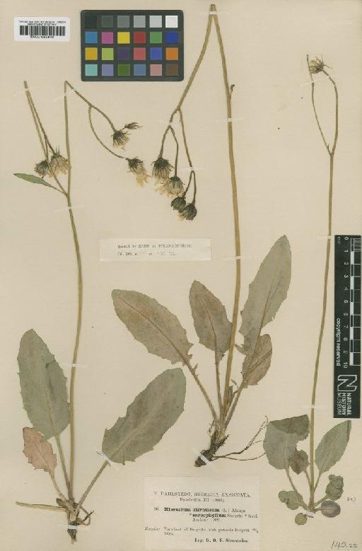 Hieracium silvaticum subsp. sarcophyllum Stenstr. - BM001050940