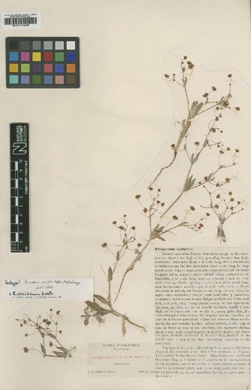 Eriogonum gracillimum S.Watson - BM001024489