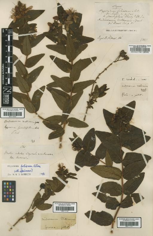 Hypericum foliosum Aiton - BM001191604.tif