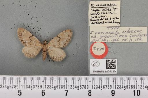 Eupithecia venosata venosata ab. mediolinea Goodson, 1966 - BMNHE_1809110_383042