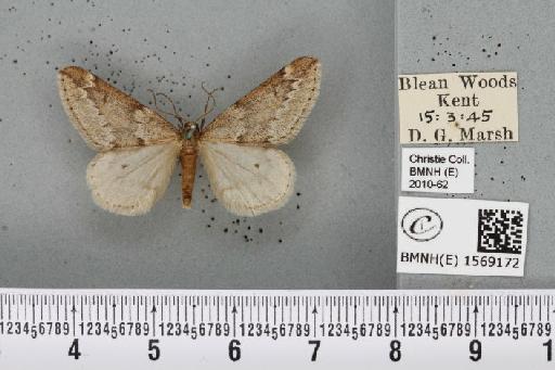Alsophila aescularia (Denis & Schiffermüller, 1775) - BMNHE_1569172_278814