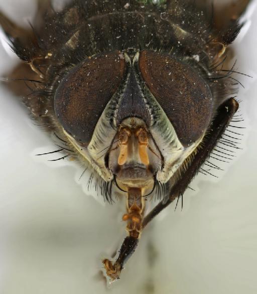 Bathydexia melanaria (van der Wulp, 1896) - Bathydexia melanaria ST anterior