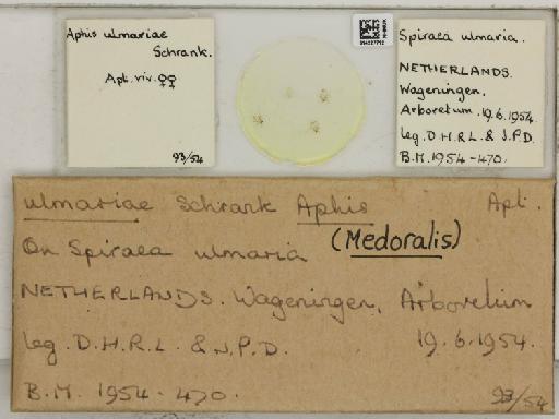 Aphis (Medoralis) ulmariae Schrank, 1801 - 014227712_112530_1093092_157698_NoStatus
