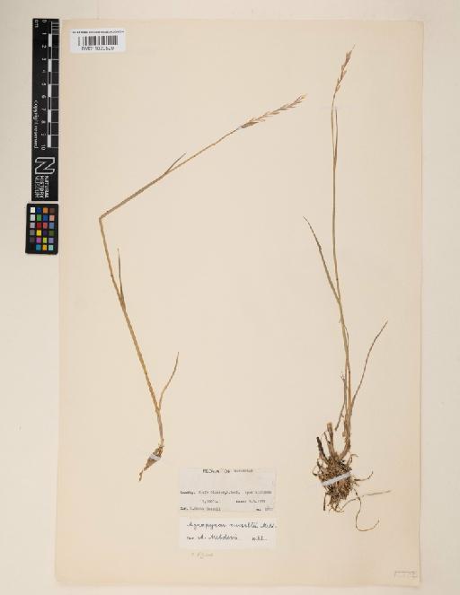 Elymus russellii (Melderis) Cope - 011029529