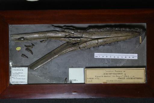 Ichthyosaurus De la Beche & Conybeare, 1821 - 010020313_L010040055