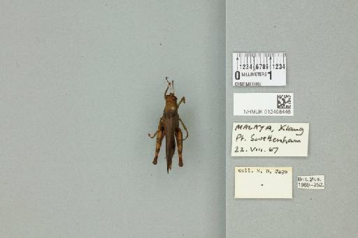 Apalacris varicornis (Walker, 1870) - 012498446_71264_89838