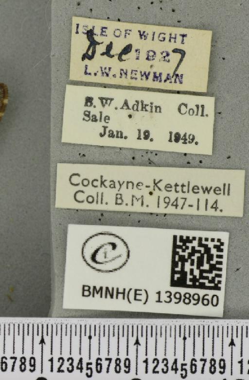 Poecilocampa populi (Linnaeus, 1758) - BMNHE_1398960_label_189302