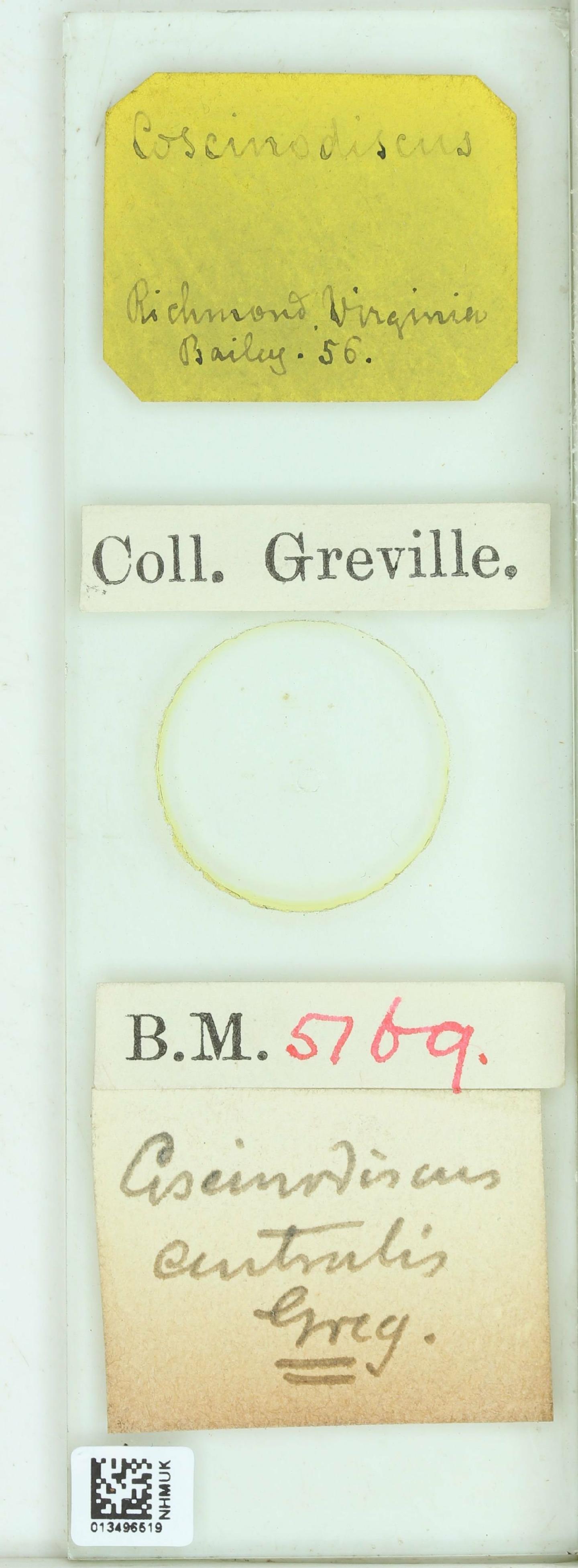 To NHMUK collection (Actinocyclus crassus (W.Sm.) Ralfs ex A.Pritch.; NHMUK:ecatalogue:4746977)