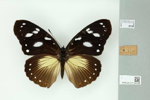 Hypolimnas anthedon wahlbergi Wallengren, 1857 - 014199398_Dorsal