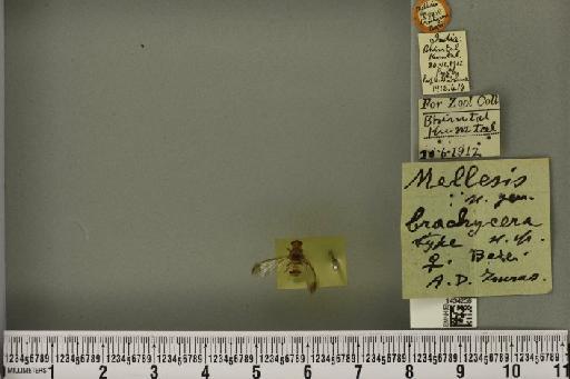 Bactrocera (Tetradacus) brachycera (Bezzi, 1916) - BMNHE_1434256_28363