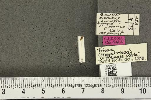 Megatrioza vitiensis Kirkaldy, 1907 - BMNHE_1270423_7655
