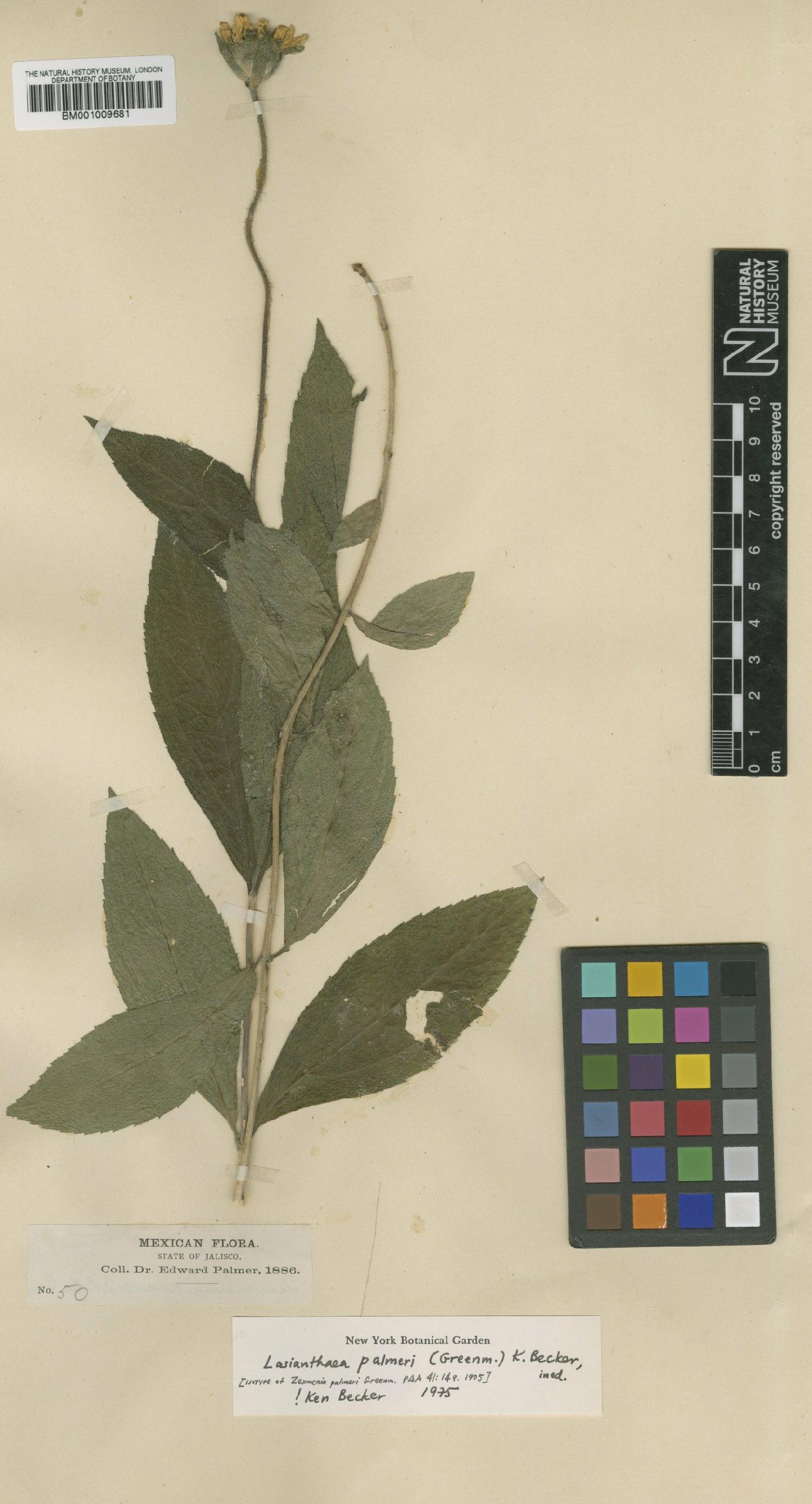 To NHMUK collection (Lasianthaea palmeri (Greenm.) K.M.Becker; Isotype; NHMUK:ecatalogue:617843)