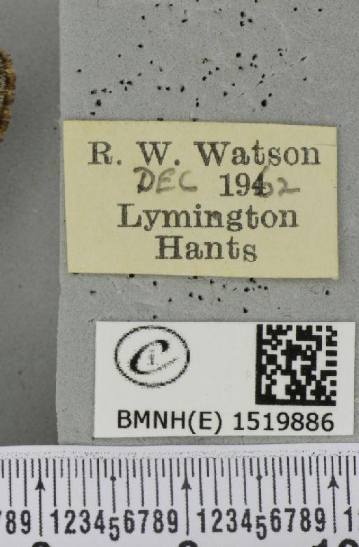 Poecilocampa populi (Linnaeus, 1758) - BMNHE_1519886_label_189212