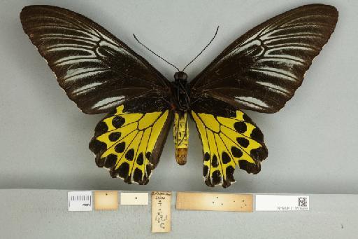 Troides helena heliconoides Moore, 1877 - 013606499_additional