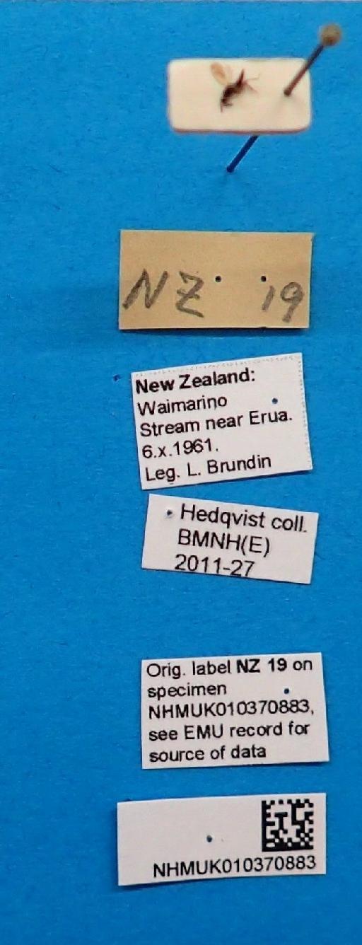 Eulophinae - NZ 19 010370883 labels