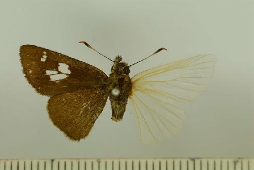 Pedesta masuriensis (Moore, 1878) - Pedesta_masuriensis_Moore_1878_male_BMNH(E)_#986605_dorsal