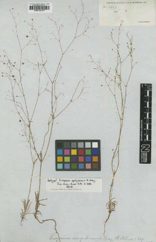 Eriogonum spergulinum A.Gray - BM001024473