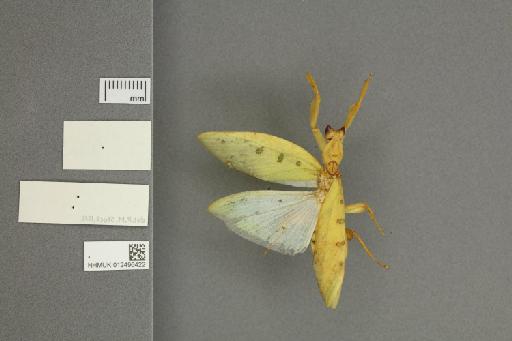 Parymenopus davisoni Wood-Mason, 1890 - 012496422_labels_ventral