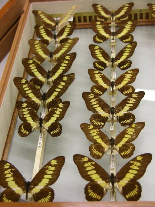 Graphium (Arisbe) latreillianus theorini (Aurivillius, 1881) - Graphium latreillianus theorini collection drawer 2