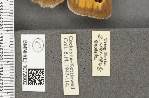 Maniola jurtina insularis ab. nuraguiformis Verity, 1916 - BMNHE_1072802_label_39142