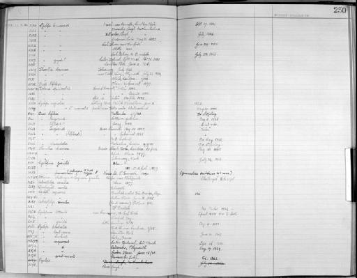 Dias longicornis - Zoology Accessions Register: Crustacea - Norman Collection: 1911: page 250