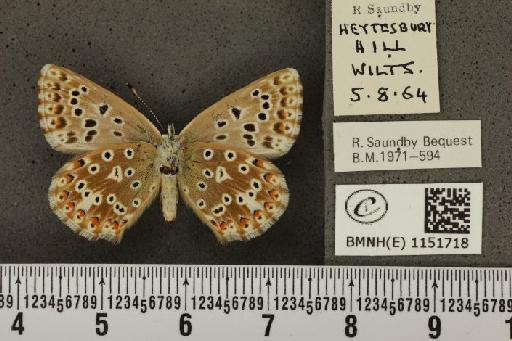 Lysandra coridon ab. fuscescens Tutt, 1910 - BMNHE_1151718_102796